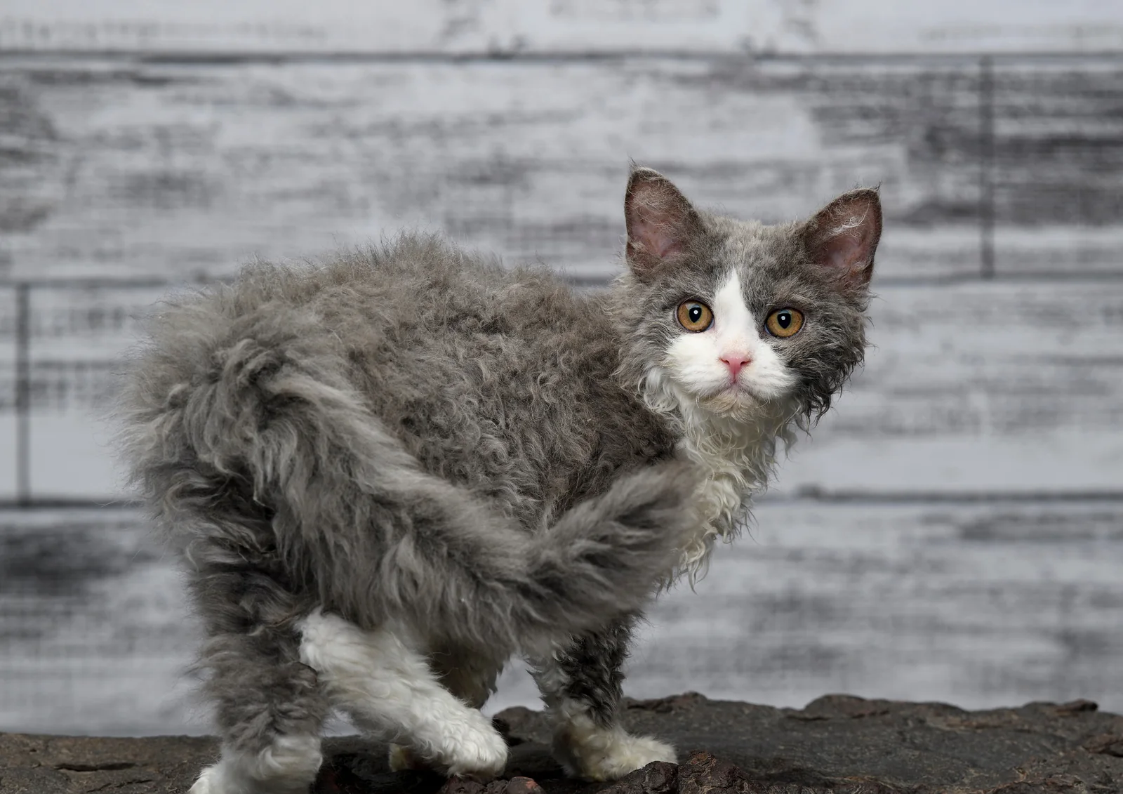 Selkirk Rex PL