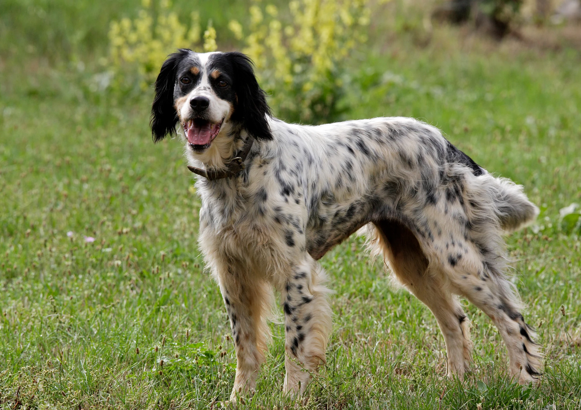 Setter anglais