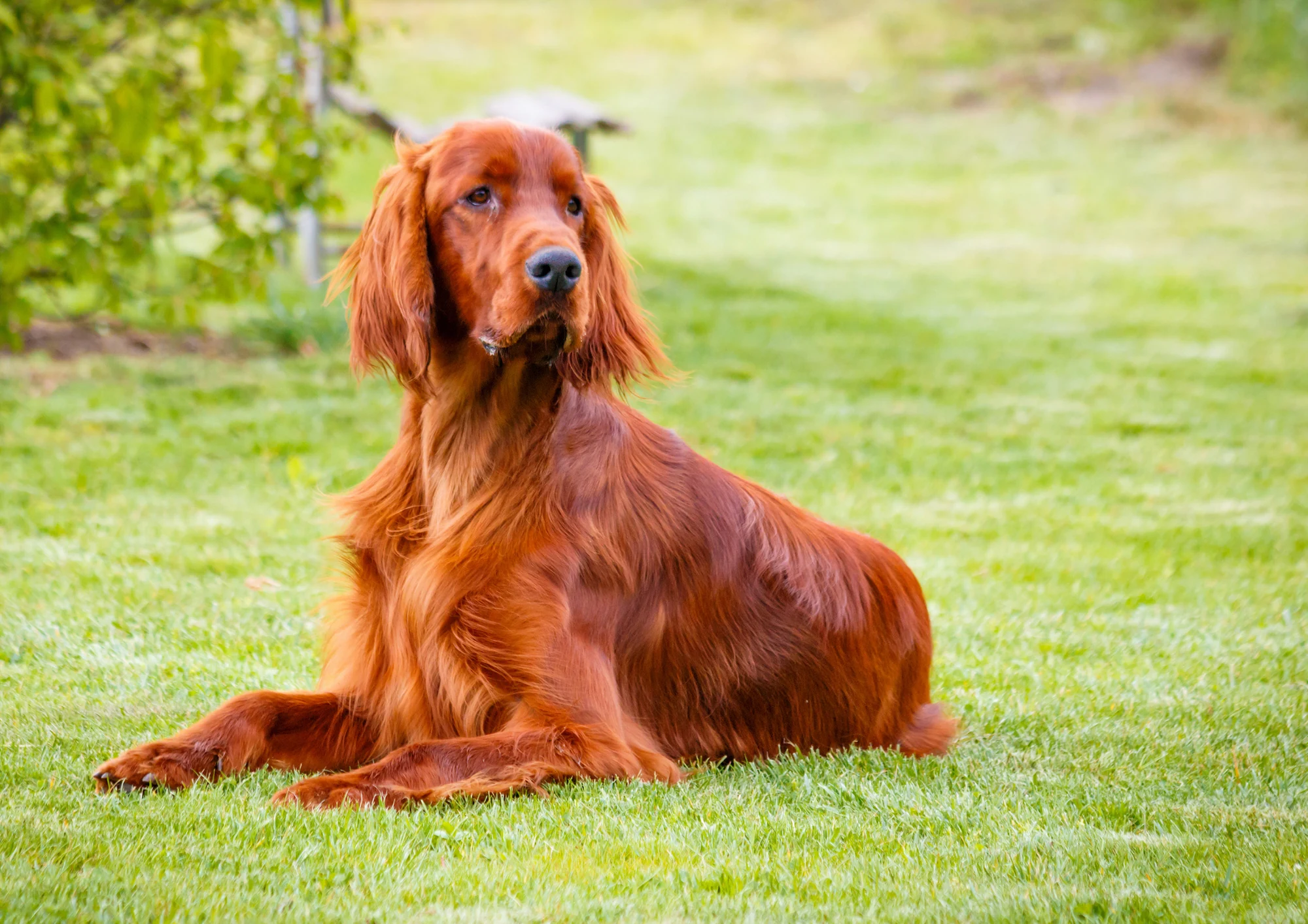 Setter irlandais rouge