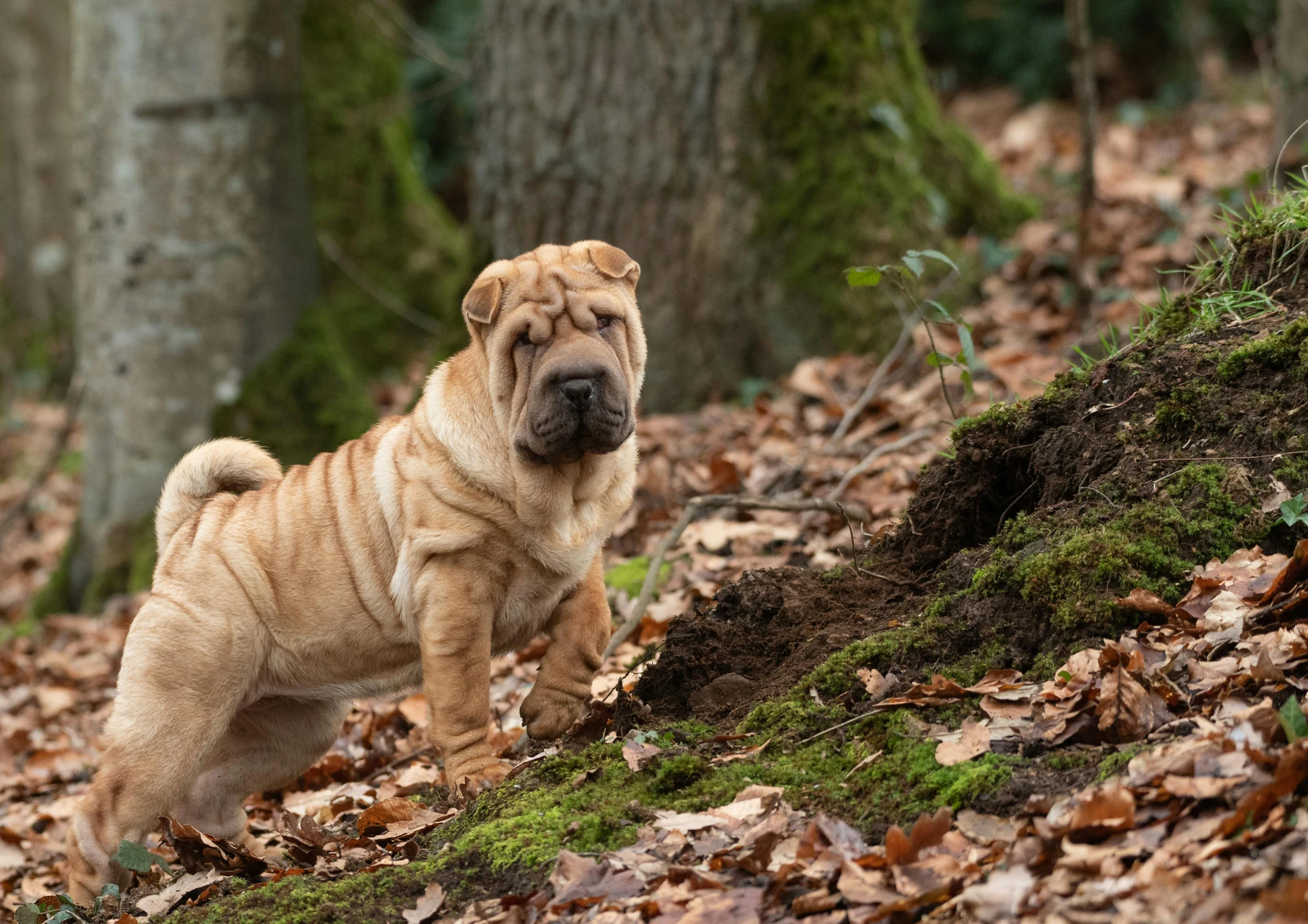 Shar Pei