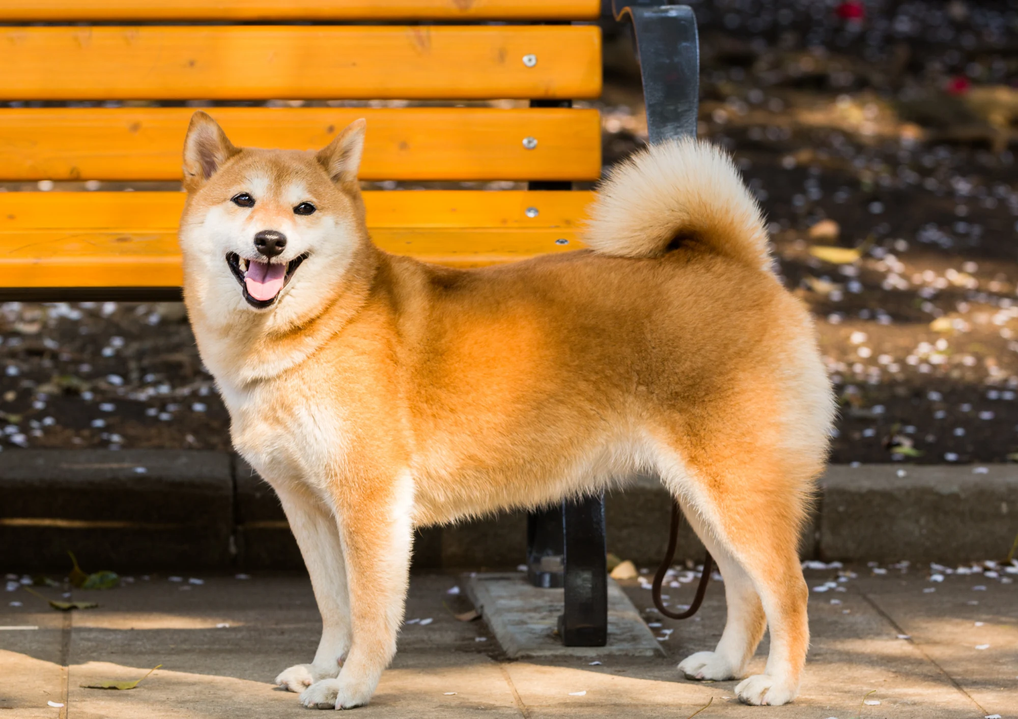 Shiba