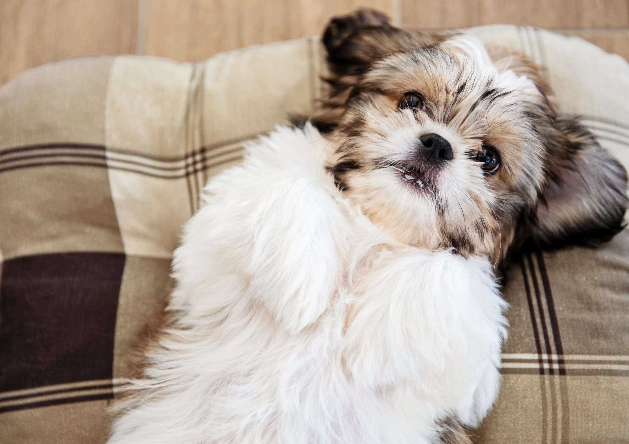 Shih Tzu