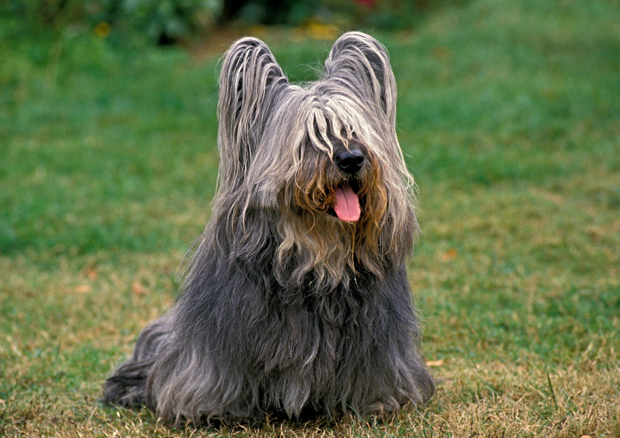 Skye Terrier