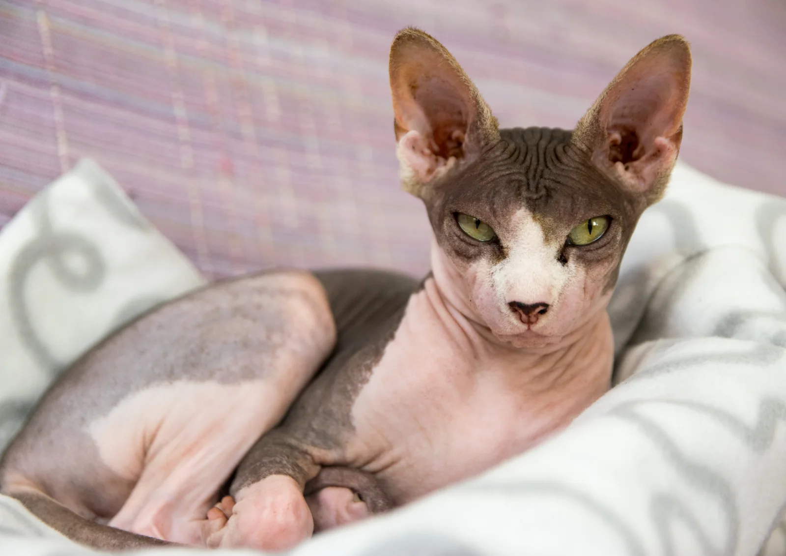 Sphynx