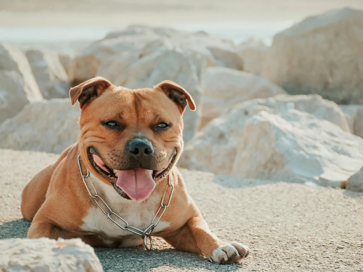 Staffordshire Bull Terrier fauve couché près de rochers