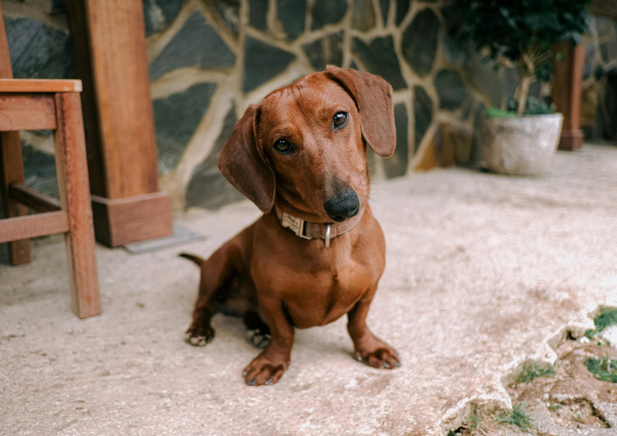 Chien de race Teckel