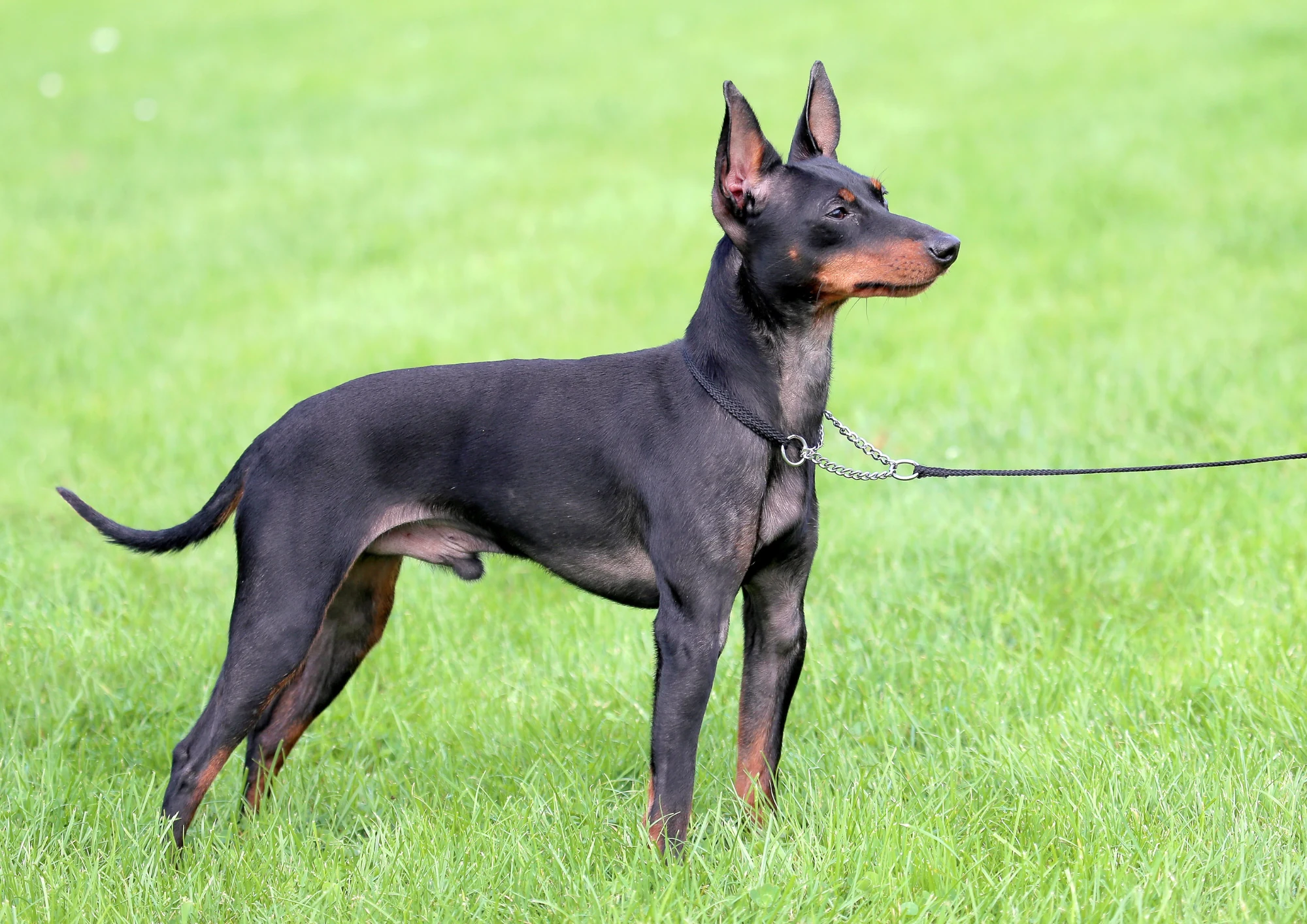 Chien de race Terrier anglais d’agrément noir et feu