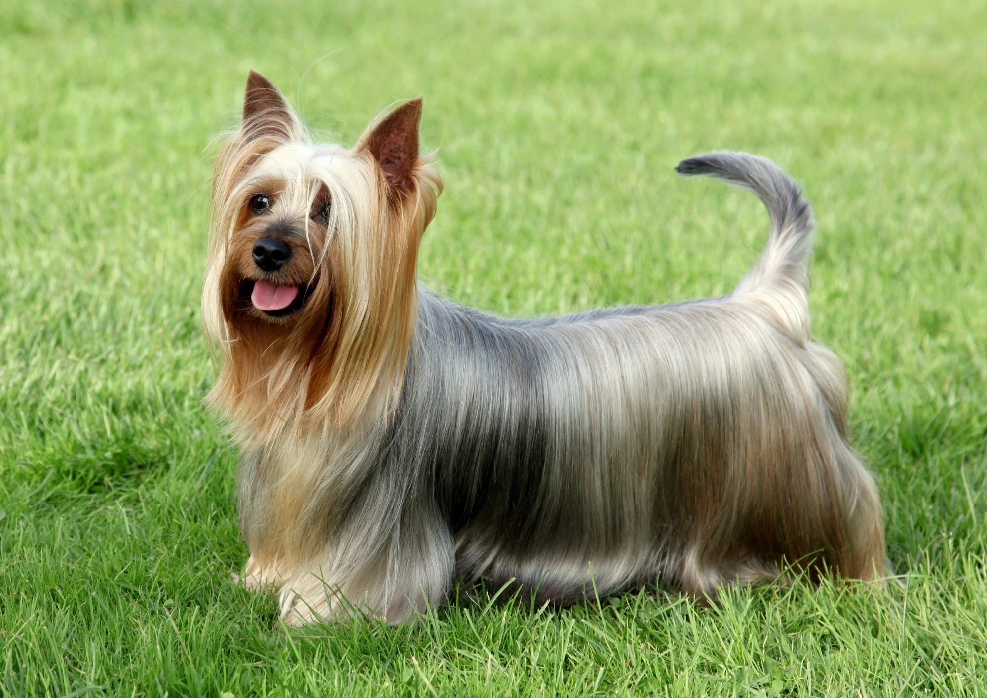 Chien de race Terrier australien à poil soyeux