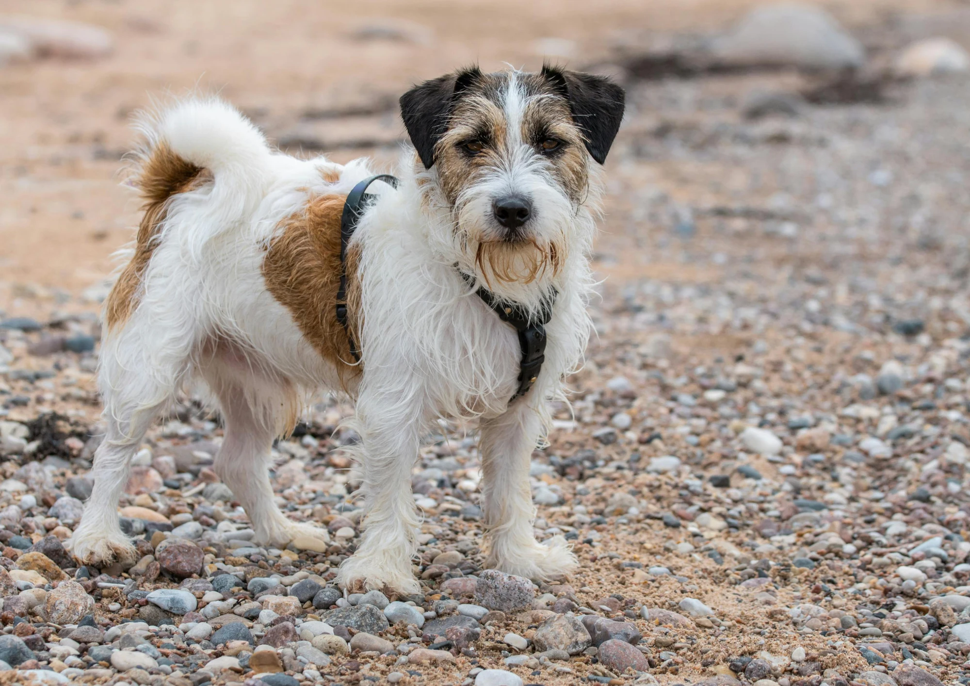 Chien de race Terrier du Révérend Russell