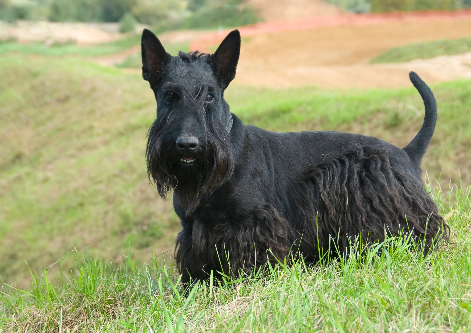 Chien de race Terrier écossais