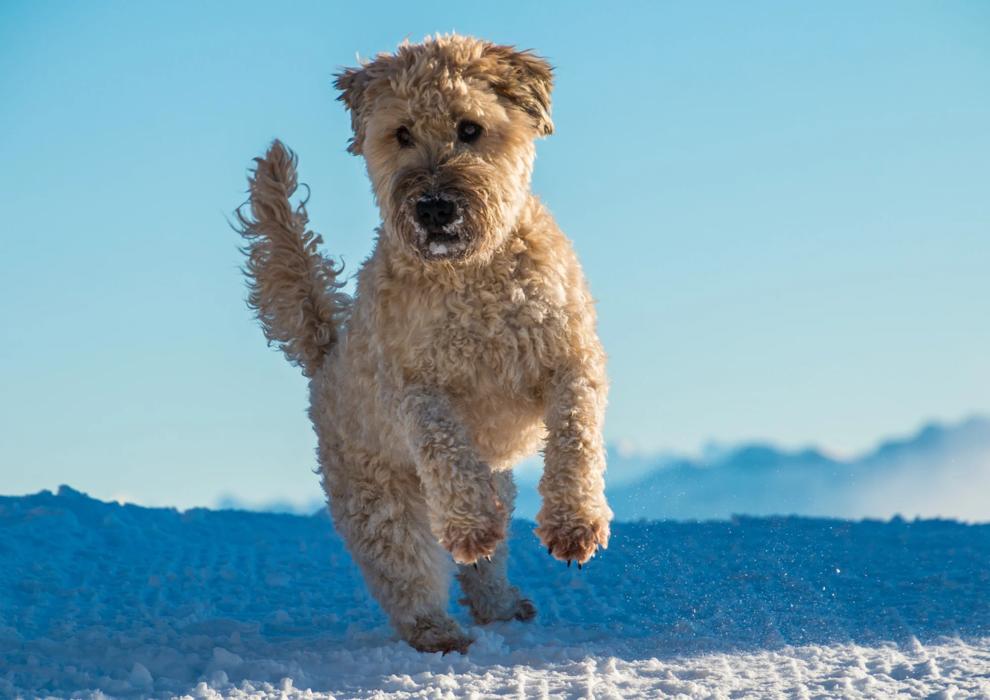 Chien de race Terrier irlandais à poil doux