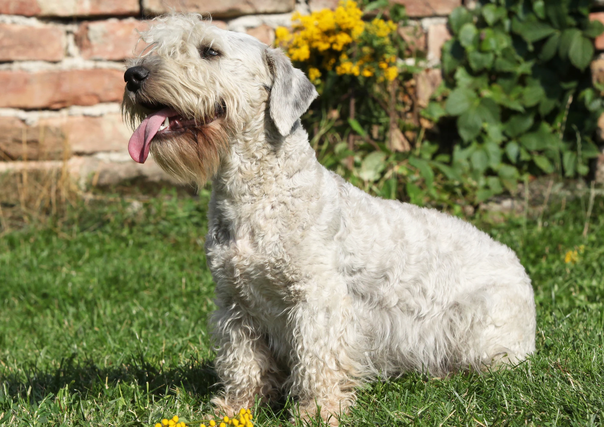 Chien de race Terrier tchèque