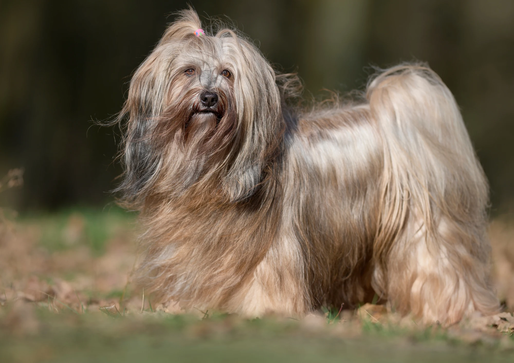 Chien de race Terrier tibétain
